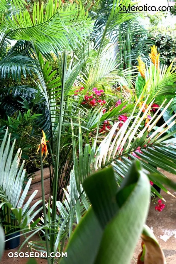 Kato - Tropical Rain - 1