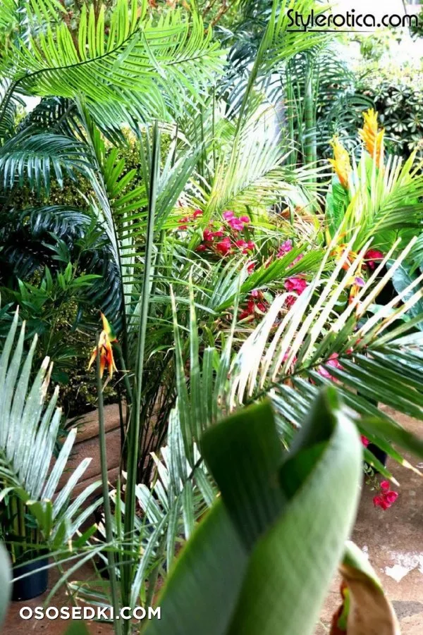 Tropical Rain by Kato - 1